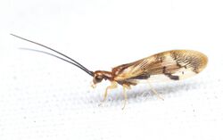 Climacia areolaris.jpg