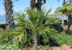 Coccothrinax spissa - Marie Selby Botanical Gardens - Sarasota, Florida - DSC01550.jpg
