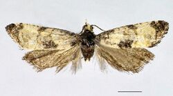 Cochylis dubitana male.JPG