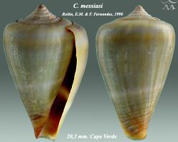 Conus messiasi 2.jpg