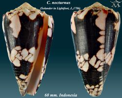 Conus nocturnus 1.jpg