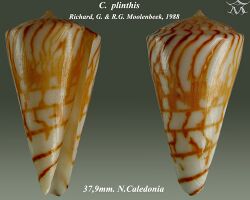 Conus plinthis 1.jpg