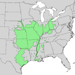 Cornus drummondii range map 1.png