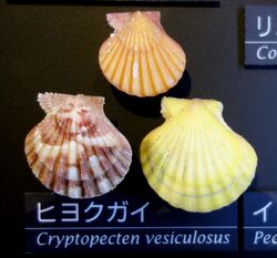 Cryptopecten vesiculosus - National Museum of Nature and Science, Tokyo - DSC06782.JPG
