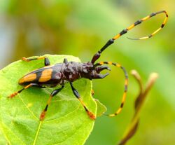 Dendrobias mandibularis mandibularis.jpg