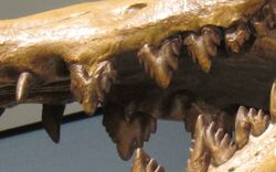 Dorudon head-upper-premolars-molars.JPG