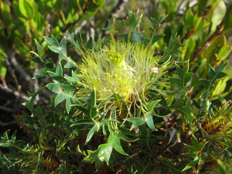 File:Dryandra armata ignicida (B. armata) Cape Le Grand NP IV-2014.JPG
