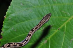 Dwarf Boa (Ungaliophis panamensis) (9608978058).jpg