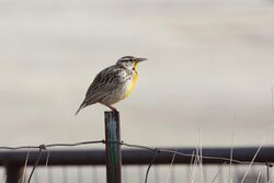 Eastern Meadowlark (Sturnella magna lillianae) (4412444000).jpg