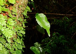 Epiphytic Hymenoglossum cruentum, Valdivia Province, Chile (53138966018).jpg