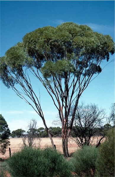 File:Eucalyptus kochii.jpg