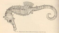 FMIB 42402 Hippocampus fisheri Jordan & Evermann; from the type.jpeg