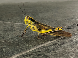 Female Javanese Grasshopper.png
