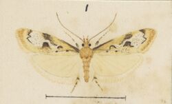 Fig 1 MA I437912 TePapa Plate-LI-The-butterflies full (cropped).jpg