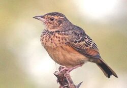 Flappet lark (Mirafra rufocinnamomea kawirondensis), crop.jpg