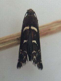 Glyphipterix dichorda 237022968.jpg