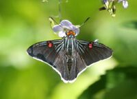 Guava skipper (Phocides polybius) dorsal.jpg