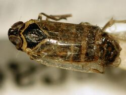 Hyalesthes obsoletus1.jpg