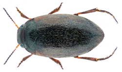 beetle species