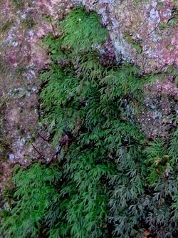 Hymenophyllum on Elaeocarpus costatus.jpg