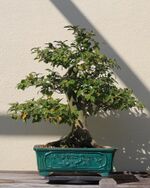 Japanese Camellia bonsai 55, October 10, 2008.jpg