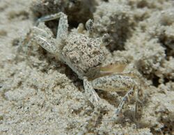 Juvenile Atlantic Ghost Crab.JPG