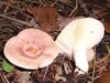 Lactarius chrysorreus 041113w.jpg