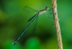 Lestes elatus-Madayippara.jpg