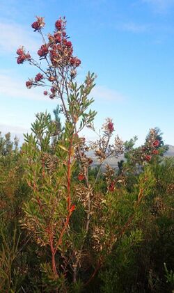 Leucadendron conicum 31108888.jpg