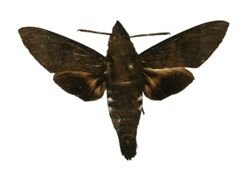 Macroglossum melanoleuca holotype (Indonesia, West Sumba, Langgaliru) (J.-M. Cadiou) male upperside.jpg