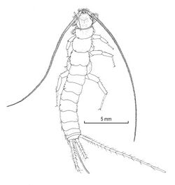 Maindronia bashagardensis (10.3853-j.2201-4349.72.2020.1760) Figure 6.jpg