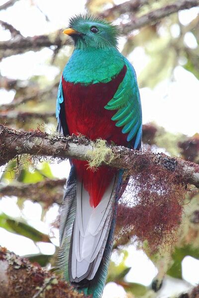 File:Male Resplendent Quetzal.jpg