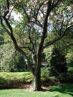 Malus spectabilis - Riversii - River's crabaple.JPG