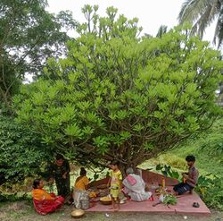 Manasa puja on the day of Dashahara at a bedi of Euphorbia Neriifolia.jpg