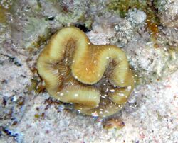 Manicina areolata (rose coral) (San Salvador Island, Bahamas) 2 (15472166633).jpg