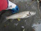 Marble Trout-Adige River.jpg