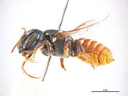 Megachile barvonensis f.jpg