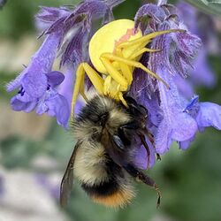 Misumena Vatia Spider Capturing Bombus Ternarius.jpg