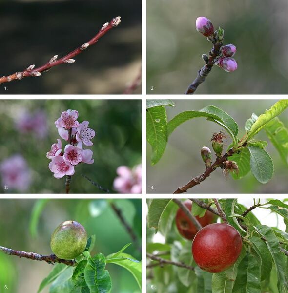 File:Nectarine Fruit Development.jpg