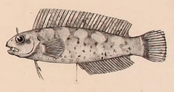 Neue Wirbelthiere zu der Fauna von Abyssinien gehörig (1835) Enneapterygius pusillus.png