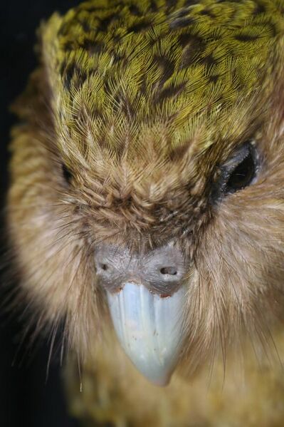 File:New Zealand Kakapo Felix.jpg