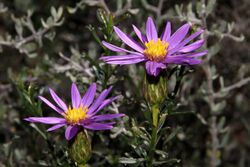 Olearia magniflora.jpg