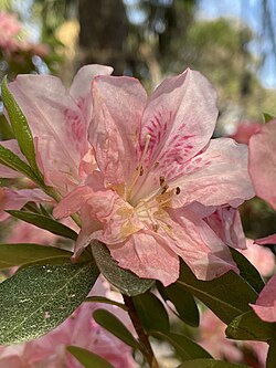 Ovulinia petal blight, Ovulinia azaleae - 51929933506.jpg