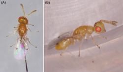 Parasite160063-fig5 - Megastigmus viggianii.png