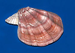 Pectinidae - Chlamys swifti.jpg