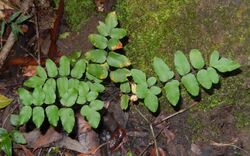 Pellaea viridis Ferndale Park.jpg