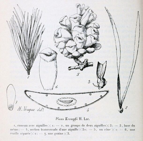 File:Pinus krempfii Lecomte, 1921.jpg