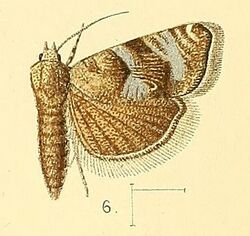 Pl.3-fig.06-Coccothera spissana (Zeller, 1852) (Eudemis).jpg