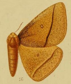 Pl.40-fig.16-Decachorda inspersa (Hampson, 1910) (Chrysopoloma).JPG