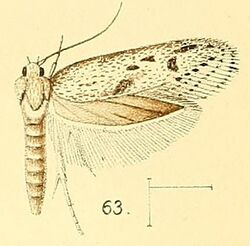 Pl.6-fig.63-Holcocera irroratella (Walsingham, 1891) (Blastobasis).jpg